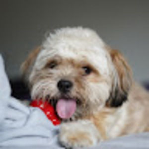 Meet your Posher, Cherry